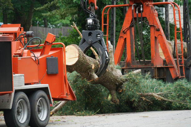 Organic Lawn Care Solutions in Rolling Hills, CA